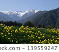 April 2026, Komagane City, Central Alps and daffodils 139559247