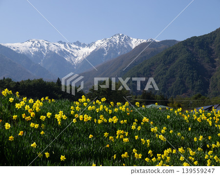 April 2026, Komagane City, Central Alps and daffodils 139559247
