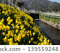 April 2026, Komagane City, Daffodils 139559248