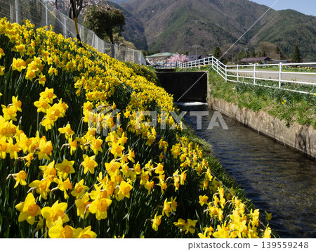 2026年4月,駒根市,水仙花 2026年4月,駒根市,水仙花 139559248