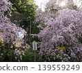 April 2026, Komagane City, Weeping Cherry Tree at Kōzenji Temple 139559249
