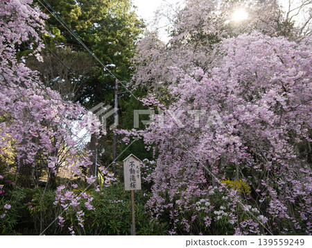 April 2026, Komagane City, Weeping Cherry Tree at Kōzenji Temple 139559249
