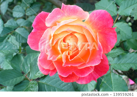 Beeffer's Rose 139559261