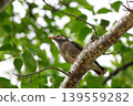 椋鳥在樹枝上 139559282