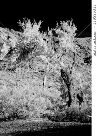 Black and White Sonoran Desert Arizona Black and White Sonoran Desert Arizona 139559315