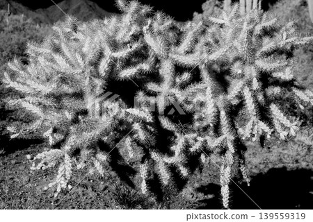 Cholla cactus, Sonora Desert, Mid Winter 139559319