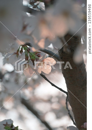 The pale pink of the cherry blossoms is lovely, with light shining through the petals. The pale pink of the cherry blossoms is lovely, with light shining through the petals. 139559498