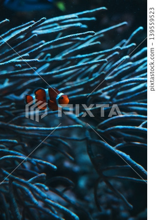 Close-up of a clownfish swimming among coral. Close-up of a clownfish swimming among coral. 139559523