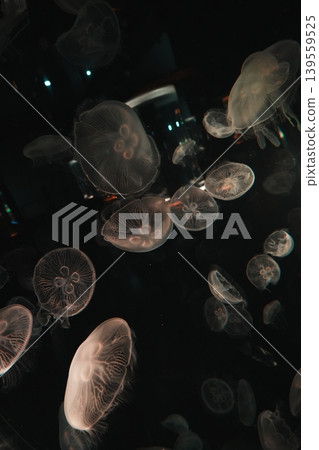 A swarm of jellyfish floating fantastically in the darkness A swarm of jellyfish floating fantastically in the darkness 139559525