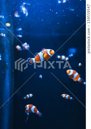 小丑魚群遊動的特寫鏡頭 小丑魚群遊動的特寫鏡頭 139559547