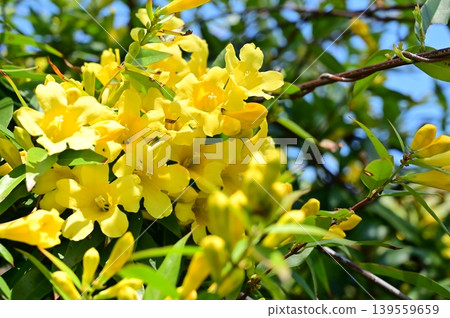 Carolina jasmine (Gelsemaceae family), Gentianes order. Carolina jasmine (Gelsemaceae family), Gentianes order. 139559659