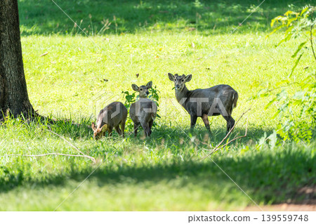 Eld's deers or brow-antlered deers standing on grass in Huai Kha Khaeng Wildlife Sanctuary in Thailand. 139559748