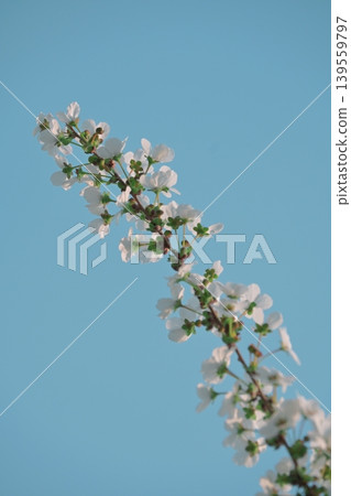 閃亮的春繡線菊 閃亮的春繡線菊 139559797