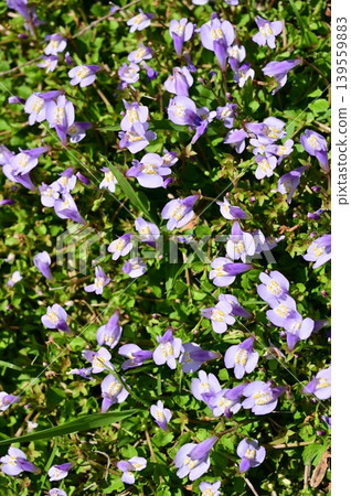 Purple Mazus (family Phrymaceae), genus Mazus Purple Mazus (family Phrymaceae), genus Mazus 139559883