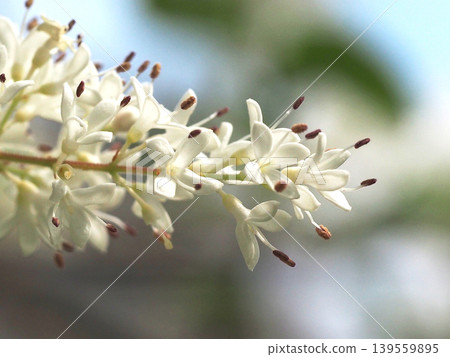 沐浴在晨光中的日本女貞樹的白色花朵和花蕾(日本山茶花枝梢特寫) 沐浴在晨光中的日本女貞樹的白色花朵和花蕾(日本山茶花枝梢特寫) 139559895