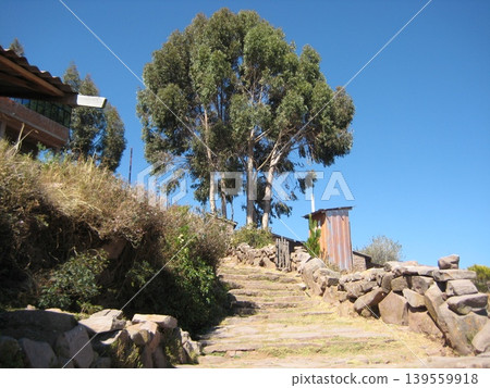 塔基勒島上,成片的樹林高聳入雲,俯瞰著石板路。 塔基勒島上,成片的樹林高聳入雲,俯瞰著石板路。 139559918