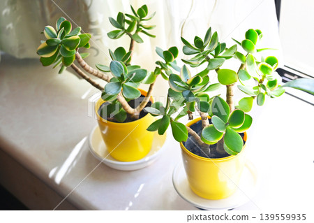 Foliage plant Foliage plant 139559935
