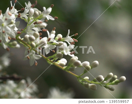 女貞枝條頂端的白色花朵和花蕾(新鮮翠綠的山茶花枝條特寫) 女貞枝條頂端的白色花朵和花蕾(新鮮翠綠的山茶花枝條特寫) 139559957