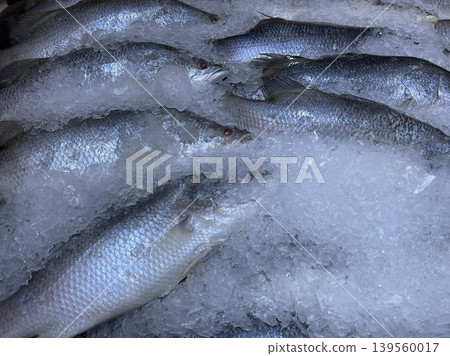 Fresh Barramundi Asian Sea Bass Lates Calcarifer On Ice At Seafood Market 139560017