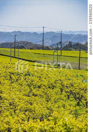 A landscape of persimmon trees and tea plantations in Iwata City (Shizuoka Prefecture) 139560020
