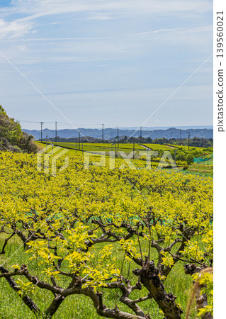 靜岡縣磐田市柿子樹和茶園的景觀 139560021