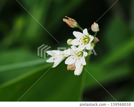 Close-up of wild garlic flowers blooming on the riverbank (white flowers and buds of wild garlic) Close-up of wild garlic flowers blooming on the riverbank (white flowers and buds of wild garlic) 139560038
