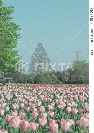 A tulip field in a warm spring park A tulip field in a warm spring park 139560065