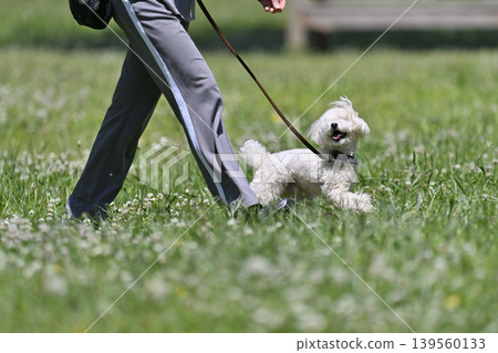 Toy poodle playing in the meadow Toy poodle playing in the meadow 139560133