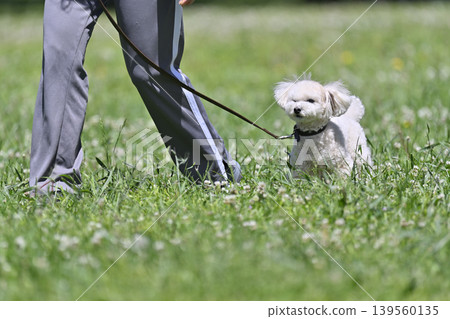 玩具貴賓犬在草地上玩耍 玩具貴賓犬在草地上玩耍 139560135