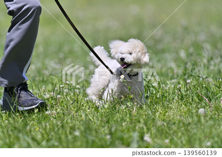 玩具貴賓犬在草地上玩耍 玩具貴賓犬在草地上玩耍 139560139