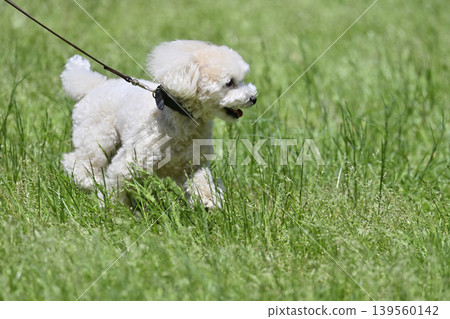 Toy poodle playing in the meadow Toy poodle playing in the meadow 139560142