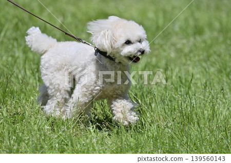 玩具貴賓犬在草地上玩耍 玩具貴賓犬在草地上玩耍 139560143