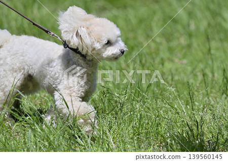 玩具貴賓犬在草地上玩耍 139560145