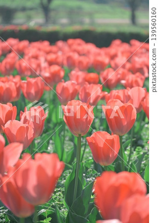 A tulip field in a warm spring park A tulip field in a warm spring park 139560160