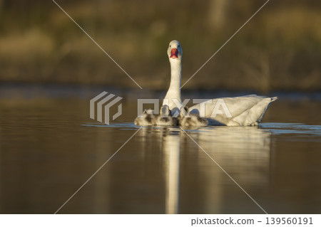 Coscoroba swans in lagoon envirinment, La Pampa Coscoroba swans in lagoon envirinment, La Pampa 139560191