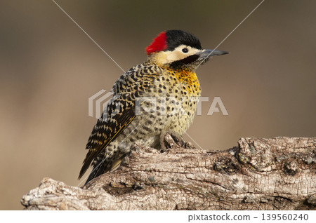 Green barred Woodpecker in forest environment, La Pampa province, Patagonia, Argentina. Green barred Woodpecker in forest environment, La Pampa province, Patagonia, Argentina. 139560240