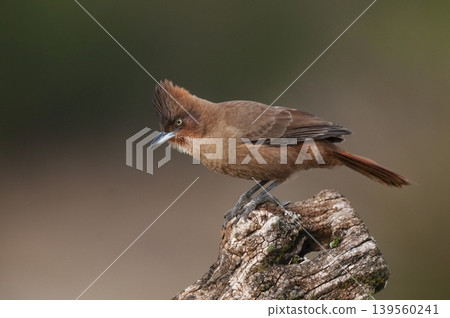 Brown cacholote , in Pampas forest environment, La Pampa province, Patagonia , Argentina Brown cacholote , in Pampas forest environment, La Pampa province, Patagonia , Argentina 139560241