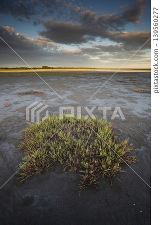 Desert soil in a dry lagoon, La Pampa province, Patagonia, Argentina. 139560277