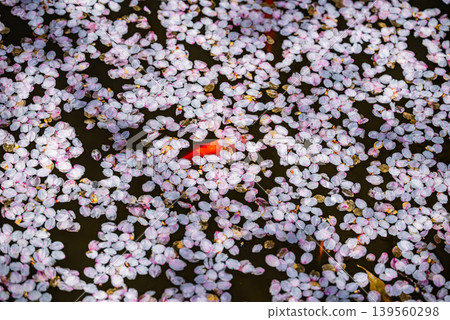 Goldfish swimming beneath cherry blossom petals Goldfish swimming beneath cherry blossom petals 139560298