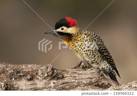 Green barred Woodpecker in forest environment, La Pampa province, Patagonia, Argentina. Green barred Woodpecker in forest environment, La Pampa province, Patagonia, Argentina. 139560322
