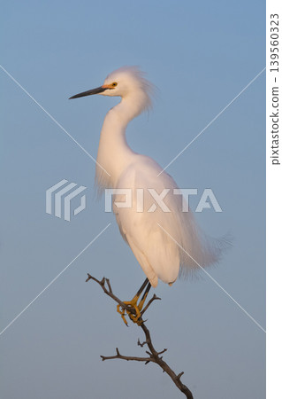 Snowy Egret, Egretta thula , perched, La Pampa Province, Patagonia, Argentina. Snowy Egret, Egretta thula , perched, La Pampa Province, Patagonia, Argentina. 139560323