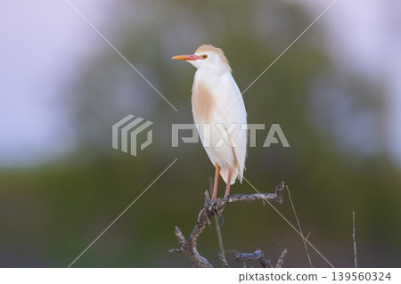 Cattle Egret, Bubulcus ibis, perched, La Pampa Province, Patagonia, Argentina Cattle Egret, Bubulcus ibis, perched, La Pampa Province, Patagonia, Argentina 139560324