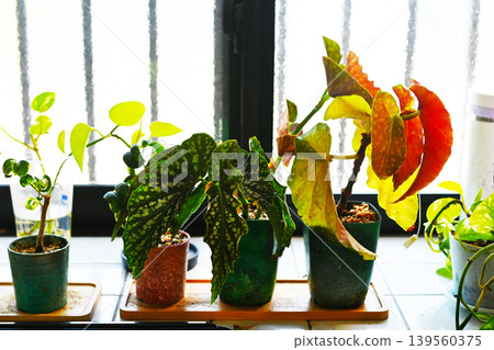 Houseplant placed on the window side Houseplant placed on the window side 139560375
