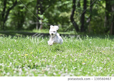 精力充沛的玩具貴賓犬在狗公園玩耍 精力充沛的玩具貴賓犬在狗公園玩耍 139560467