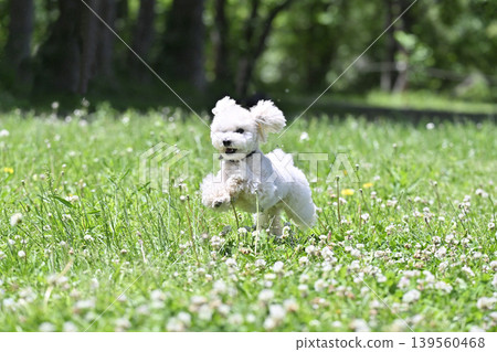 精力充沛的玩具貴賓犬在狗公園玩耍 精力充沛的玩具貴賓犬在狗公園玩耍 139560468