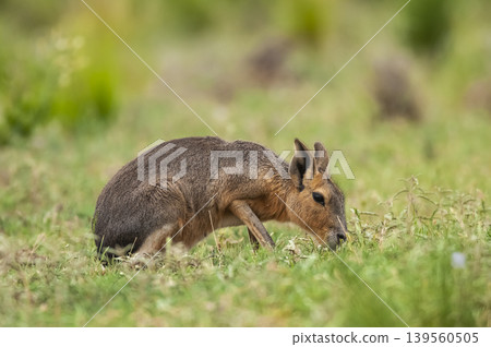 Patagonian Cavi.Peninsula de Valdes Patagonian Cavi.Peninsula de Valdes 139560505