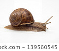 Garden snail with shell on a white background garden pest creepy crawly animal kingdom forest floor rainy day cute animal snail movement gastropod wildlife creature tentacles antennae 139560545