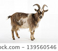 Brown and white goat standing with farm animal hoofed animal male goat billy goat capra aegagrus hircus animal portrait white background wild animal goat kid young goat farm life goat face 139560546