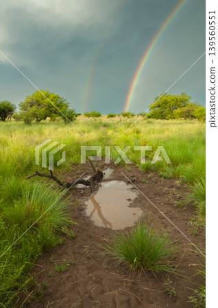 Calden forest grass landscape, La Pampa province, Patagonia, Argentina. Calden forest grass landscape, La Pampa province, Patagonia, Argentina. 139560551