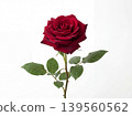 Single dark red rose with green leaves on a white background cut flower botanical fragrant isolated valentines anniversary birthday occasion elegance delicate beautiful composition 139560562